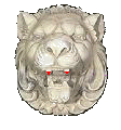 Lion2