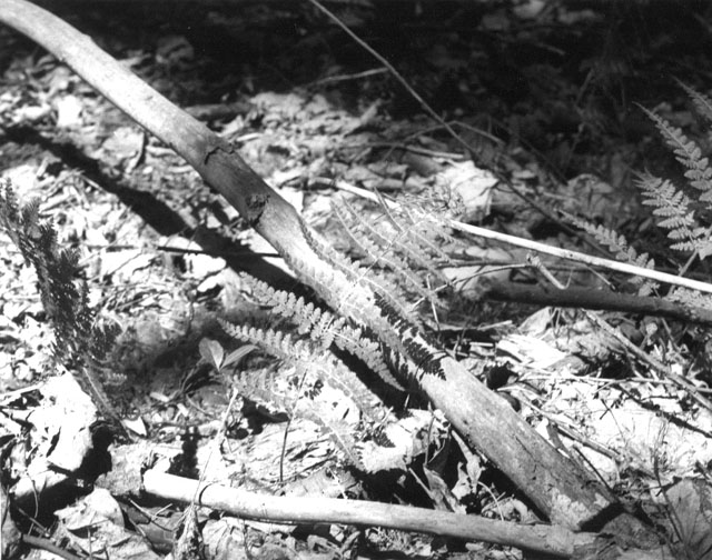 A single fern frond in the sun in the woods off of RR6 in Fairmont