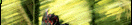 trails2.gif