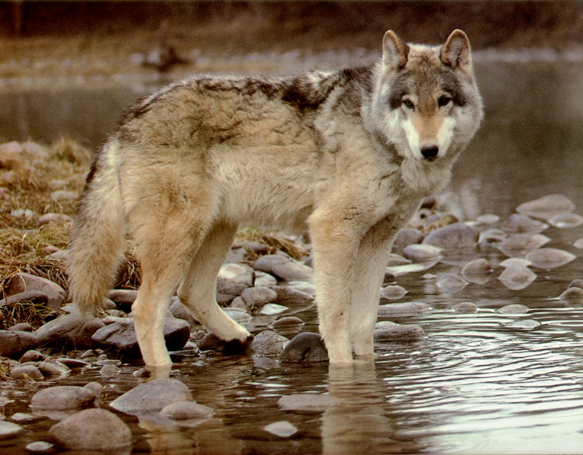 /user/Wolves-07.jpg