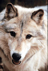 whead.gif (14745 bytes)