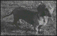 Suzie as a pup