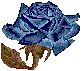 blue rose