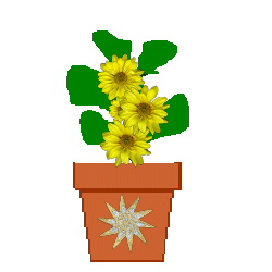 The Site Fights 
Spirit Flowers