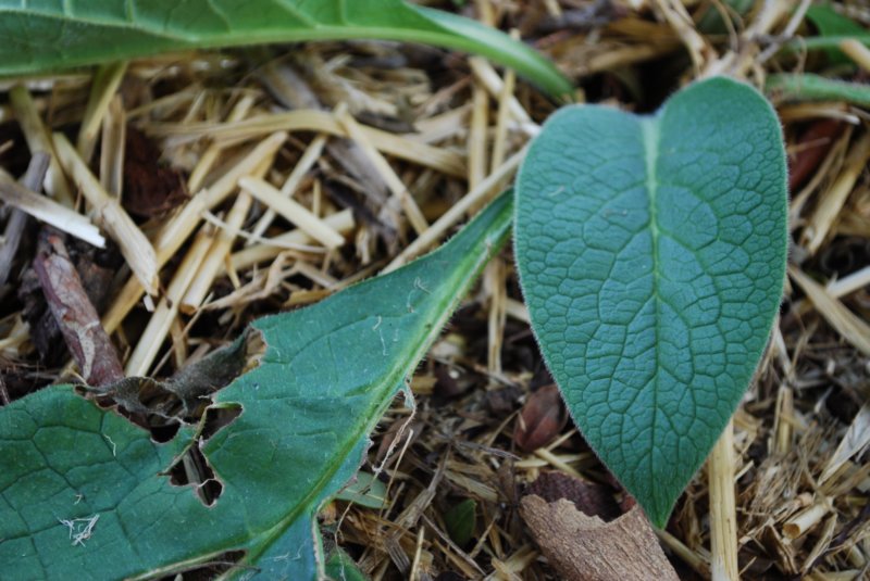 comfrey.jpg