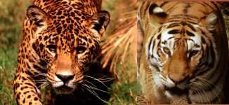 Jaquaress Gardenia & Tigerman