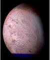 Triton
