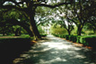Oak Alley Backside