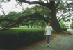 Oak Alley Tree