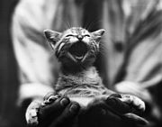 meow