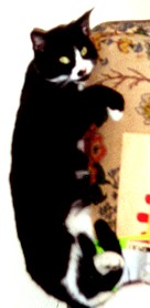 There's evil Trotski again.  Mein Butta Sista's kitty