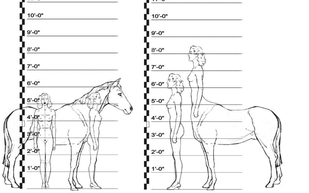 Horse, Human and Centaur Comparisons--15 Hands