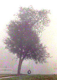 treefog