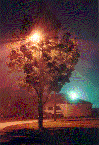 treelights