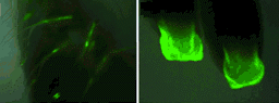 GFP in hair and nails