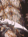 Melee Claws