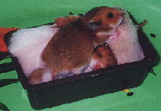 Babies2.gif (28210 bytes)