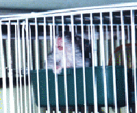 Hammie1.gif (25163 bytes)