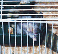 Hammie2.gif (32431 bytes)