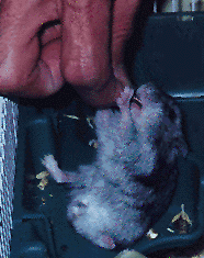 Hammie3.gif (30531 bytes)