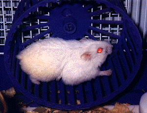 Snowy1.gif (48193 bytes)