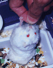 Snowy2.gif (29400 bytes)