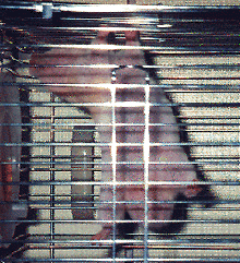 Speck3.gif (53446 bytes)