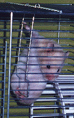Speck5.gif (36992 bytes)