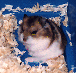 Snowy1.gif (48193 bytes)