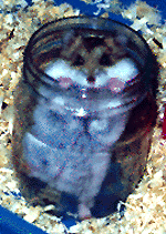 Swee2.gif (29071 bytes)