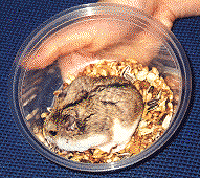 Snowy2.gif (29400 bytes)