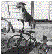 Tiger on tricycle