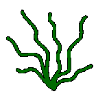 cuttle1.gif (19449 bytes)