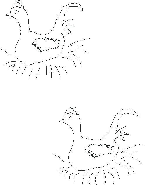 chicken