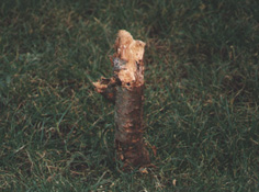 The_pesky_twig