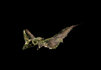 Drache