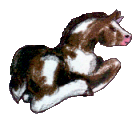 Dorin's Foal Picture