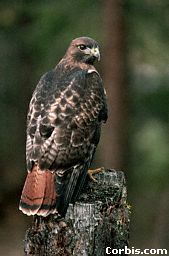 Red-tailed Hawk