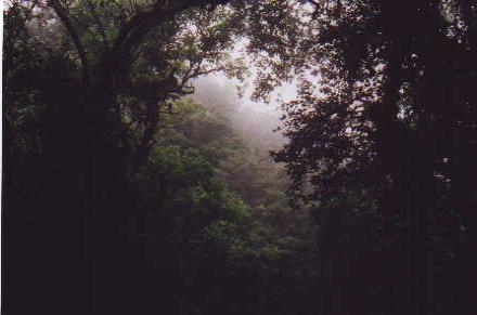 Cloud Forest