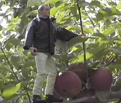 In Search of Apples