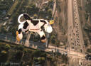 Cowzilla.JPG (63336 bytes)