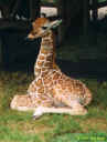 giraffe.JPG (61204 bytes)