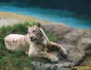 tiger2.JPG (80515 bytes)