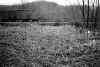 swamp2.jpg (81594 bytes)