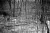 swamp.jpg (81429 bytes)