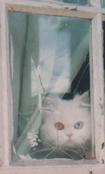Have you seen my eyes contact?