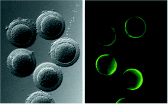 female rhesus monkey eggs injected with GFP retrovirus