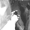 Roswell 6