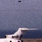 UFO over Plane