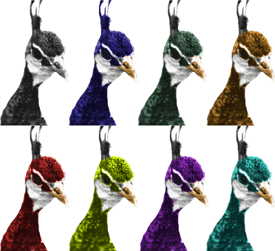 PEACOCK2